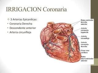 IRRIGACION Coronaria
 3 Arterias Epicardicas:
 Coronaria Derecha
 Descendente anterior
 Arteria circunfleja
 
