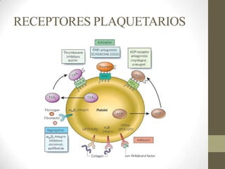 RECEPTORES PLAQUETARIOS
 