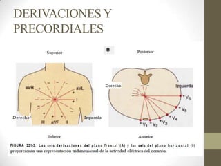 DERIVACIONESY
PRECORDIALES
 