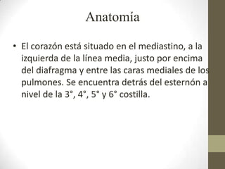 Anatomía
• El corazón está situado en el mediastino, a la
izquierda de la línea media, justo por encima
del diafragma y entre las caras mediales de los
pulmones. Se encuentra detrás del esternón a
nivel de la 3°, 4°, 5° y 6° costilla.
 