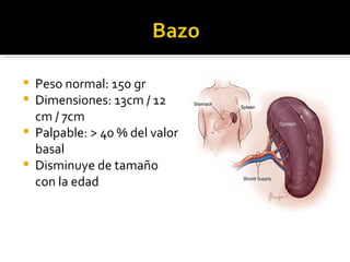    Peso normal: 150 gr
   Dimensiones: 13cm / 12
    cm / 7cm
   Palpable: > 40 % del valor
    basal
   Disminuye de tamaño
    con la edad
 