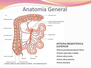 Infarto intestinal | PPT