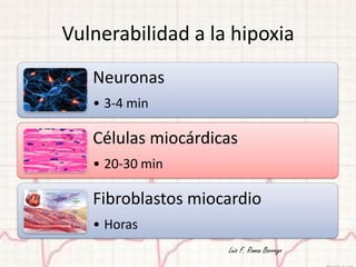 Vulnerabilidad a la hipoxia
   Neuronas
   • 3-4 min

   Células miocárdicas
   • 20-30 min

   Fibroblastos miocardio
   • Horas
                    Luis F. Roman Borrego
 