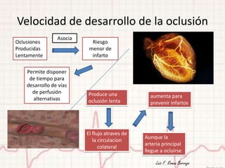 Velocidad de desarrollo de la oclusión
                 Asocia
Oclusiones                  Riesgo
Producidas                 menor de
Lentamente                  infarto

    Permite disponer
     de tiempo para
    desarrollo de vías
      de perfusión        Produce una
      alternativas                                aumenta para
                          oclusión lenta          prevenir infartos




                          El flujo atraves de
                                                Aunque la
                             la circulacion
                                                arteria principal
                                colateral
                                                llegue a ocluirse

                                                     Luis F. Roman Borrego
 