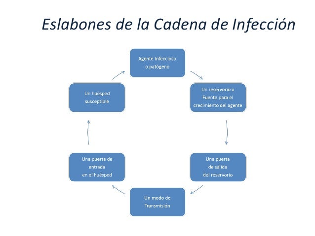 cadena epidemiologica fiebre tifoidea infecci 243 n alimentaria cadena epidemiologica fiebre tifoidea infecci 243 n alimentaria