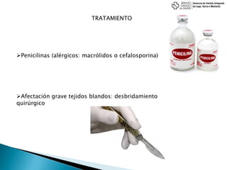 TRATAMIENTO
Penicilinas (alérgicos: macrólidos o cefalosporina)
Afectación grave tejidos blandos: desbridamiento
quirúrgico
 