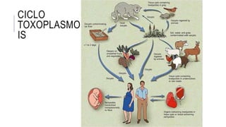 CICLO
TOXOPLASMOS
IS
 