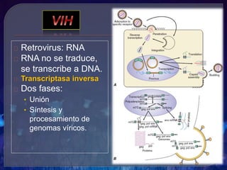 Retrovirus: RNA
RNA no se traduce,
se transcribe a DNA.
Transcriptasa inversa
Dos fases:
• Unión
• Síntesis y
procesamiento de
genomas víricos.
 