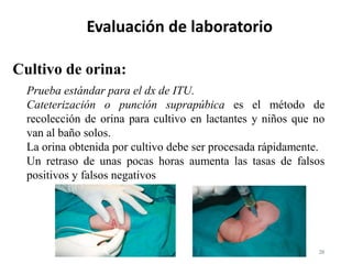20
Cultivo de orina:
Evaluación de laboratorio
Prueba estándar para el dx de ITU.
Cateterización o punción suprapúbica es el método de
recolección de orina para cultivo en lactantes y niños que no
van al baño solos.
La orina obtenida por cultivo debe ser procesada rápidamente.
Un retraso de unas pocas horas aumenta las tasas de falsos
positivos y falsos negativos
 