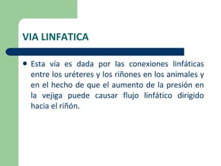VIA LINFATICA Esta vía es dada por las conexiones linfáticas entre los uréteres y los riñones en los animales y en el hecho de que el aumento de la presión en la vejiga puede causar flujo linfático dirigido hacia el riñón. 