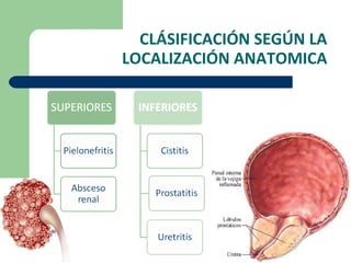CLÁSIFICACIÓN SEGÚN LA LOCALIZACIÓN ANATOMICA 