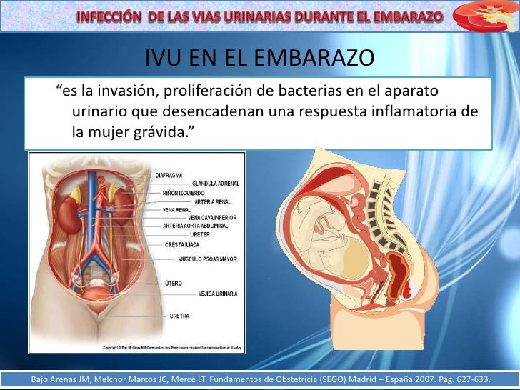 Que Es La Uretra Femenina  que es la uretra femenina c 