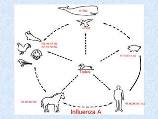 H13N2




                                H13N6




              H5,H6,H7,H9
              N7,N1,N3,N2


                                          H1,H3,N1,N2




                               Todos




H3,H7.N7,N8
                                             H1,H2,H3,N1,N2


                            Influenza A
 