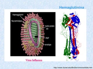 Hemaglutinina




Virus Influenza

                  http://www.clunet.edu/BioDev/omm/exhibits.htm
 
