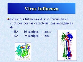 Virus Influenza
Los virus Influenza A se diferencian en
subtipos por las características antigénicas
de
– HA     16 subtipos   (H1,H2,H3)
– NA      9 subtipos   (N1,N2)
 