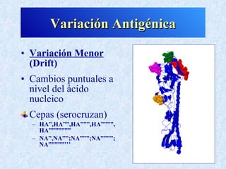 Variación Antigénica

• Variación Menor
  (Drift)
• Cambios puntuales a
  nivel del ácido
  nucleico
 Cepas (serocruzan)
  – HA”,HA””,HA”””,HA””””,
    HA”””””””
  – NA”,NA””;NA”””;NA””””;
    NA”””””’’’
 