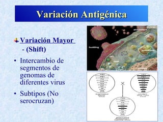 Variación Antigénica

  Variación Mayor
  - (Shift)
• Intercambio de
  segmentos de
  genomas de
  diferentes virus
• Subtipos (No
  serocruzan)
 
