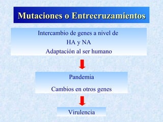Mutaciones o Entrecruzamientos
    Intercambio de genes a nivel de
              HA y NA
       Adaptación al ser humano



                Pandemia
         Cambios en otros genes


               Virulencia
 