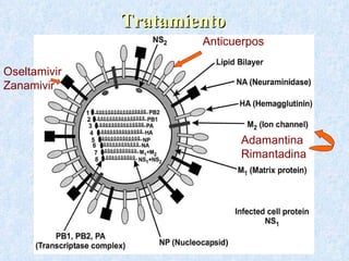 Tratamiento
                      Anticuerpos

Oseltamivir
Zanamivir



                            Adamantina
                            Rimantadina
 