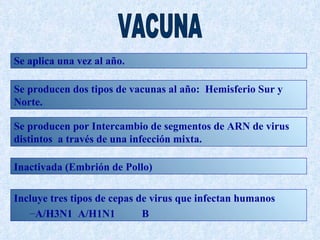 Se aplica una vez al año.

Se producen dos tipos de vacunas al año: Hemisferio Sur y
Norte.

Se producen por Intercambio de segmentos de ARN de virus
distintos a través de una infección mixta.

Inactivada (Embrión de Pollo)

Incluye tres tipos de cepas de virus que infectan humanos
   –A/H3N1 A/H1N1            B
 