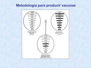Metodología para producir vacunas
 
