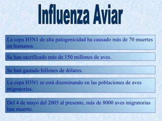 La cepa H5N1 de alta patogenicidad ha causado más de 70 muertes
en humanos.

Se han sacrificado más de 150 millones de aves.

Se han gastado billones de dólares.

La cepa H5N1 se está diseminando en las poblaciones de aves
migratorias.

Del 4 de mayo del 2005 al presente, más de 8000 aves migratorias
han muerto.
 