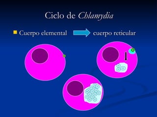 Ciclo de  Chlamydia Cuerpo elemental  cuerpo reticular 