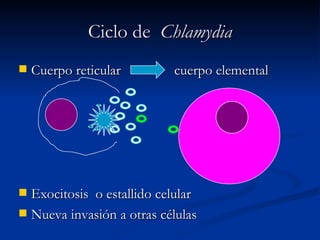 Ciclo de  Chlamydia Cuerpo reticular  cuerpo elemental Exocitosis  o estallido celular Nueva invasión a otras células 