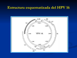 Estructura esquematizada del HPV 16 