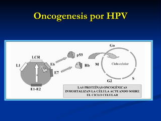Oncogenesis por HPV 