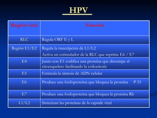 HPV Sintetizan las proteínas de la capside viral L1/L2 Produce una fosfoproteina que bloquea la proteína Rb E7 Produce una fosfoproteina que bloquea la proteína  P 53 E6 Estimula la síntesis de ADN celular E5 Junto con E1 codifica una proteína que disrumpe el citoesqueleto facilitando la coilocitosis E4 Regula la trascripción de L1/L2 Activa un estimulador de la RLC que reprime E6 / E7 Región E1/E2 Regula ORF E y L RLC Función Región viral 