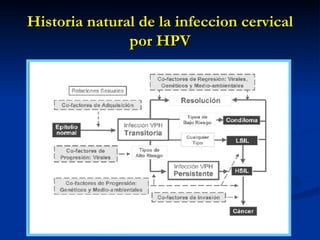 Historia natural de la infeccion cervical por HPV 