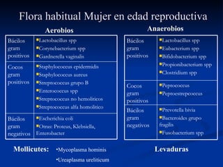 Flora habitual Mujer en edad reproductiva   Aerobios   Anaerobios Mollicutes: Mycoplasma hominis Ureaplasma ureliticum Levaduras Escherichia coli Otras: Proteus, Klebsiella,  Enterobacter Bácilos gram negativos Staphylococcus epidermidis Staphylococcus aureus Streptococcus grupo B Enterococcus spp Streptococcus no hemoliticos Streptococcus alfa homolitico Cocos gram positivos Lactobacillus spp Corynebacterium spp Gardnerella vaginalis Bácilos gram positivos Prevotella bivia Bacteroides grupo fragilis Fusobacterium spp Bácilos gram negativos Peptococcus Peptoestrepcoccus Cocos gram positivos Lactobacillus spp Eubacterium spp Bifidobacterium spp Propionibacterium spp Clostridium spp Bácilos gram positivos 