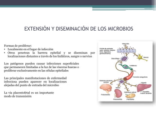 EXTENSIÓN Y DISEMINACIÓN DE LOS MICROBIOS
Los patógenos pueden causar infecciones superﬁciales
que permanecen limitadas a la luz de las vísceras huecas o
proliferar exclusivamente en las células epiteliales
Las principales manifestaciones de enfermedad
infecciosa pueden aparecer en localizaciones
alejadas del punto de entrada del microbio
La vía placentofetal es un importante
modo de transmisión
Formas de proliferar:
• Localmente en el lugar de infección
• Otros penetran la barrera epitelial y se diseminan por
localizaciones distantes a través de los linfáticos, sangre o nervios
 
