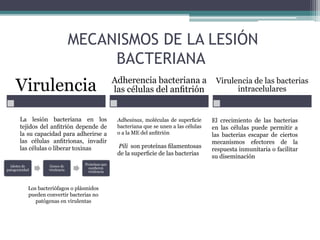 MECANISMOS DE LA LESIÓN
BACTERIANA
islotes de
patogenicidad
Genes de
virulencia
Proteínas que
confieren
virulencia
Los bacteriófagos o plásmidos
pueden convertir bacterias no
patógenas en virulentas
Virulencia Adherencia bacteriana a
las células del anﬁtrión
Virulencia de las bacterias
intracelulares
La lesión bacteriana en los
tejidos del anﬁtrión depende de
la su capacidad para adherirse a
las células anﬁtrionas, invadir
las células o liberar toxinas
Adhesinas, moléculas de superﬁcie
bacteriana que se unen a las células
o a la ME del anﬁtrión
Pili son proteínas ﬁlamentosas
de la superﬁcie de las bacterias
El crecimiento de las bacterias
en las células puede permitir a
las bacterias escapar de ciertos
mecanismos efectores de la
respuesta inmunitaria o facilitar
su diseminación
 