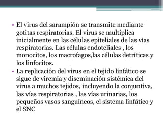 • El virus del sarampión se transmite mediante
gotitas respiratorias. El virus se multiplica
inicialmente en las células epiteliales de las vías
respiratorias. Las células endoteliales , los
monocitos, los macrofagos,las células detríticas y
los linfocitos.
• La replicación del virus en el tejido linfático se
sigue de viremia y diseminación sistémica del
virus a muchos tejidos, incluyendo la conjuntiva,
las vías respiratorias , las vías urinarias, los
pequeños vasos sanguíneos, el sistema linfático y
el SNC
 