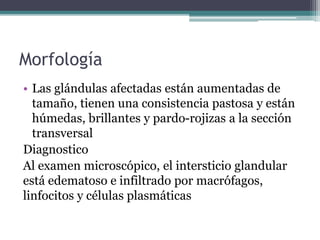 Morfología
• Las glándulas afectadas están aumentadas de
tamaño, tienen una consistencia pastosa y están
húmedas, brillantes y pardo-rojizas a la sección
transversal
Diagnostico
Al examen microscópico, el intersticio glandular
está edematoso e infiltrado por macrófagos,
linfocitos y células plasmáticas
 
