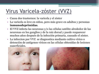 Virus Varicela-zóster (VVZ)
• Causa dos trastornos: la varicela y el zóster
• La varicela es leve en niños, pero más grave en adultos y personas
inmunodeprimidas.
• El VVZ infecta las neuronas y/o las células satélite alrededor de las
neuronas en los ganglios y de la raíz dorsal y puede reaparecer
muchos años después de la infección primaria, causado el zóster.
• La infeccion por VVZ se diagnostica mediante cultivo vírico o
detención de antígenos víricos en las células obtenidas de lesiones
superficiales.
 
