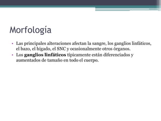 Morfología
• Las principales alteraciones afectan la sangre, los ganglios linfáticos,
el bazo, el hígado, el SNC y ocasionalmente otros órganos.
• Los ganglios linfáticos típicamente están diferenciados y
aumentados de tamaño en todo el cuerpo.
 