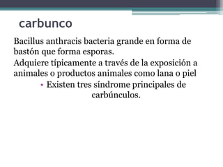 carbunco
Bacillus anthracis bacteria grande en forma de
bastón que forma esporas.
Adquiere típicamente a través de la exposición a
animales o productos animales como lana o piel
• Existen tres síndrome principales de
carbúnculos.
 