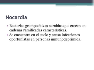 Nocardia
• Bacterias grampositivas aerobias que crecen en
cadenas ramificadas características.
• Se encuentra en el suelo y causa infecciones
oportunistas en personas inmunodeprimida.
 