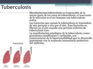 Tuberculosis
Mycobacterium tuberculosis es responsable de la
mayor parte de los casos de tuberculosis; el reservorio
de la infección es el ser humano con tuberculosis
activa.
Las bacterias que causan la tuberculosis se transmiten
de una persona a otra por el aire. Esas bacterias se
liberan en el aire cuando una persona enferma de
tuberculosis tose,
La manifestación patológica de la tuberculosis, como
granuloma caseificantes y cavitación, son
consecuencias de la hipersensibilidad que se desarrolla
juntamente con la respuesta inmunitaria protectora
del anfitrión.
 