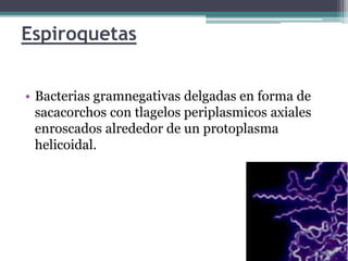 Espiroquetas
• Bacterias gramnegativas delgadas en forma de
sacacorchos con tlagelos periplasmicos axiales
enroscados alrededor de un protoplasma
helicoidal.
 