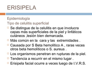 ERISIPELA
Epidemiología
Tipo de celulitis superficial
 Se distingue de la celulitis en que involucra
capas más superficiales de la piel y linfáticos
cutáneos ,lesión bien demarcada.
 Más común en la cara y las extremidades .
 Causada por S Beta hemolítico A , raras veces
otros beta hemolíticos o S. aureus .
 Los organismos penetran en rupturas de la piel.
 Tendencia a recurrir en el mismo lugar .
 Erisipela facial ocurre a veces luego de I.V.R.S.
 