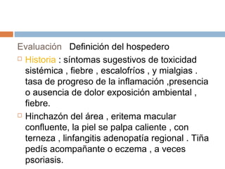 Evaluación Definición del hospedero
 Historia : síntomas sugestivos de toxicidad
sistémica , fiebre , escalofríos , y mialgias .
tasa de progreso de la inflamación ,presencia
o ausencia de dolor exposición ambiental ,
fiebre.
 Hinchazón del área , eritema macular
confluente, la piel se palpa caliente , con
terneza , linfangitis adenopatía regional . Tiña
pedís acompañante o eczema , a veces
psoriasis.
 