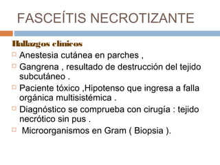 FASCEÍTIS NECROTIZANTE
Hallazgos clínicos
 Anestesia cutánea en parches ,
 Gangrena , resultado de destrucción del tejido
subcutáneo .
 Paciente tóxico ,Hipotenso que ingresa a falla
orgánica multisistémica .
 Diagnóstico se comprueba con cirugía : tejido
necrótico sin pus .
 Microorganismos en Gram ( Biopsia ).
 