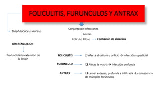 FOLICULITIS, FURUNCULOS Y ANTRAX
Staphilococcus aureus
Conjunto de infecciones
Afectan
Folículo Piloso Formación de abscesos
DIFERENCIACION
Profundidad y extensión de
la lesión
FOLICULITIS  Afecta el ostium u orificio  Infección superficial
FURUNCULO  Afecta la matriz  Infección profunda
ANTRAX  Lesión extensa, profunda e infiltrada  coalescencia
de múltiples forúnculos
 