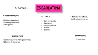 ESCARLATINAS. aureus
Caracterizado por:
Faringitis exudativa
Fiebre y exantema
Amigdalitis
• Enfermedad infantil.
> Incidencia en invierno
 CLINICA:
 Cara enrojecida
 Exantemas
 Lengua de fresa
 Fiebre
 Cefalea
DIAGNOSTICO TRATAMIENTO
 PenicilinasSe realiza por los hallazgos clínicos.
Cultivo de bacterias
 