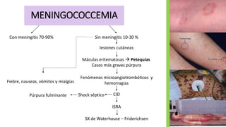 MENINGOCOCCEMIA
Con meningitis 70-90% Sin meningitis 10-30 %
Fiebre, nauseas, vómitos y mialgias
lesiones cutáneas
Máculas eritematosas  Petequias
Casos más graves púrpura
CID
Fenómenos microangiotrombóticos y
hemorragias
ISRA
SX de Waterhouse – Friderichsen
Shock sépticoPúrpura fulminante
 
