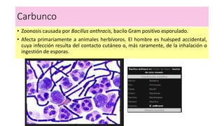 Carbunco
• Zoonosis causada por Bacillus anthracis, bacilo Gram positivo esporulado.
• Afecta primariamente a animales herbívoros. El hombre es huésped accidental,
cuya infección resulta del contacto cutáneo o, más raramente, de la inhalación o
ingestión de esporas.
 